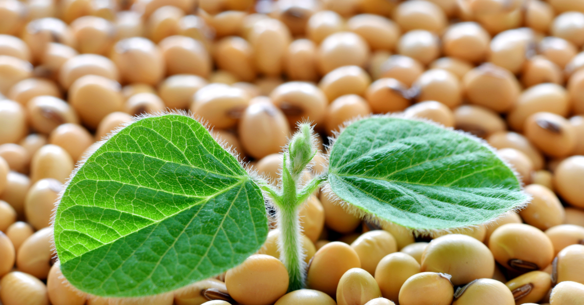 Beneficiamento de sementes: Uma estratégia certeira para produzir mais